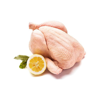 Poulet entier congelé halal à prix avantageux