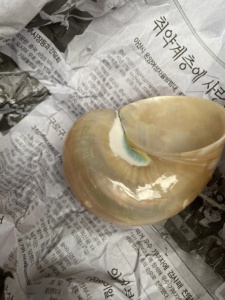 Vietnam Manufacturer Large Turbo Shell Natural Seashell 14–16cm for Home Decor Bulk Supplier Export - Product Image 6