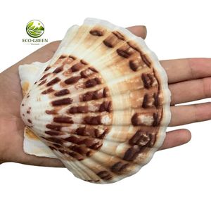 เปลือกหอยเชลล์ทรงกลม เป็นมิตรกับสิ่งแวดล้อม เปลือกหอยเวียดนาม งานแฮนด์เมด ของที่ระลึกทันสมัย ปรับแต่งได้ตามธรรมชาติ - Product Image 1