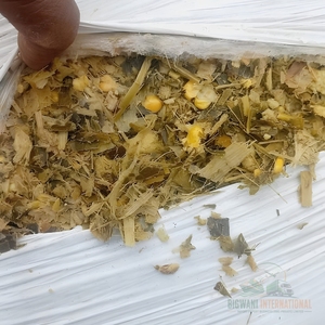 Silage de maïs de qualité export pour l'alimentation des vaches laitières, silage de maïs jaune pour les fermes bovines et l'approvisionnement en gros d'aliments pour bétail - Product Image 3