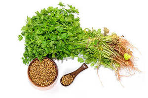 Graines de coriandre entières indiennes 100% naturelles, qualité supérieure, nouvelle récolte, produit aromatique en gros provenant du Gujarat avec une durée de conservation de 12 mois - Product Image 6
