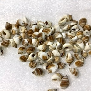 Offre spéciale sur mini-perles de coquillages naturels, coquillages secs et nettoyés pour la création de bijoux artisanaux - Product Image 2