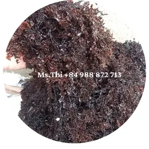 SCHLUSS NATURALES SARGASSUM SEAWEED - BRÄUNE SARGASSUM SEAWEED GROSSBEILE ZU GÜNSTPRIS/Ms.Thi +84 988 872 713