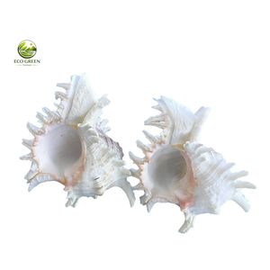 Natural White Spiny Shell DIY Modern Rustic Eco-Friendly Raw Home Decor Craft - Product Image 3