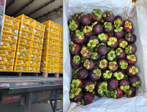 Mangosteen fresco | 100% Fruta orgánica al por mayor de Vietnam | El mejor precio y alta calidad - Product Image 5