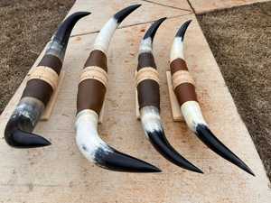 Par de Cuernos de Toro Pulidos, Hechos a Mano, de 29 a 35 Pulgadas de Ancho, Estilo Animal, para Decoración del Hogar o Colección - Product Image 6