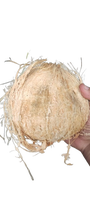 Verse, rijpe, half-ontdopende Indonesische premium kwaliteit kokosnoot, beige tropisch fruit, natuurlijke bruine schaal, exportkwaliteit, heel.