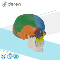Modèle de tête humaine, squelette scolaire, enseignement médical, anatomie, plastique, taille naturelle, modèle de crâne 3D coloré