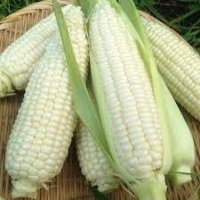 Boiled Sticky Rice Corn Vacuum Packed Ready to Eat Fresh Corn Cob Wholesale - Product Image 2