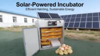 Incubateur solaire entièrement automatique pour œufs de poulet, caille, canard, oie, 220V, 528 œufs, machine d'incubation solaire