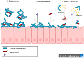 Polvo Probiótico Limosilactobacillus Reuteri de la Marca IGC, Hecho en Maharashtra - Product Image 3