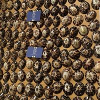 Cache-allaitement en coquille de limette, surface lisse et qualité réutilisable, le plus recherché