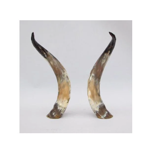 Buffalo Decorative Horn Home Decor Pieces 2 Pieces Parties <b>Decoration</b> Pieces Showpieces Hot Sale - Product Image 1