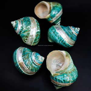 Coquille de coquillage au meilleur prix pour décoration avec couleur naturelle artisanat vietnamien 99GD - Product Image 5