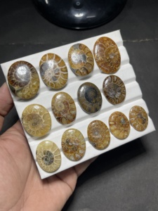 Fossile d'ammonite naturelle, coquille d'ammonite polie, spécimen de fossile, pierre de collection, fabricant et fournisseur en gros - Product Image 3