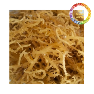 Musgo Marino Seco Silvestre para la Elaboración de Gel, Ingrediente Alimentario Saludable, Proveedor Mayorista - Product Image 2