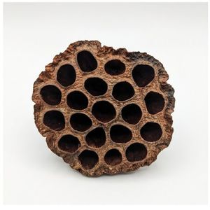 YAMUNA Cápsulas de Loto Secas, Decoración Ecológica para Acuarios, Escondite para Peces y Camarones, Decoración para el Hogar, Tamil Nadu, 7-9 cm - 10 Piezas - Product Image 6