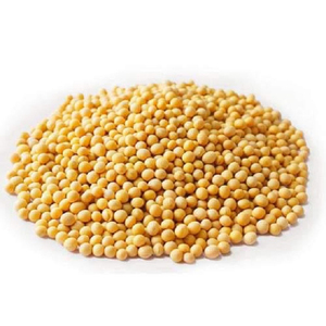 Suministro a Granel de Soja No Modificada Genéticamente de Grado Alimenticio para Fabricantes de Alimentos y Comerciantes Agrícolas - Product Image 4
