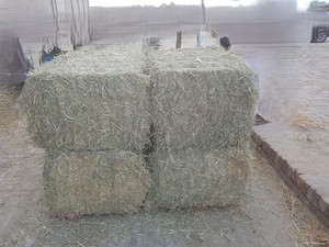 Balles de foin en paille de blé Aliments pour animaux de première qualité pour bovins chevaux chameaux et moutons Séchés au soleil naturels Meilleure source de fibres protéiques - Product Image 6