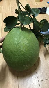 Grapefruit Fresco en Venta, de VIET DELTA en Vietnam, Grado A, Color Verde, 1 kg - Product Image 2