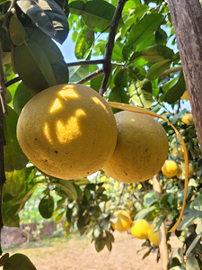 Pamplemousse Vert (Buoi Dien) HNX13 de la Coopérative Hanoi Xanh, Biologique, Entièrement Mûr, 12 cm, VIP 1, Peau Naturelle Vert-Jaune, Sans Additifs - Product Image 6