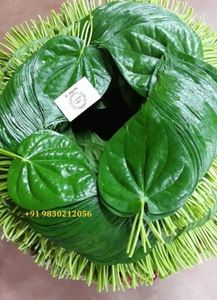 Hojas de Betel Frescas de Alta Calidad para Exportación, Utilizadas para el Suministro Internacional de Productos Frescos al Mejor Precio - Product Image 4