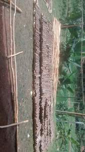 Export Ready Eco-Friendly Dried Cinnamon Cassia Sticks Natural <b>Christmas</b> <b>Tree</b> Ornament <b>Blue</b> Lotus Farm Vietnam - Product Image 3