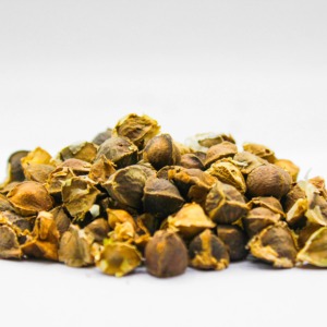 Graines de Moringa de la meilleure qualité disponibles pour la distribution agricole et l'approvisionnement des fermes - Product Image 5