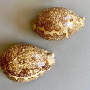 Paquete de conchas de cauri, decoración boho para playa, adornos de conchas marinas naturales, conchas del océano, buen precio - Product Image 2