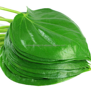 Feuilles de bétel fraîches de haute qualité, feuilles de paan naturelles, fournisseur en gros du Bangladesh, approvisionnement en vrac, exportation sur le marché mondial, feuilles de paan agro - Product Image 1