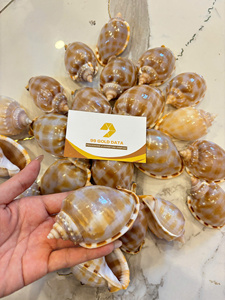 <b>Bonnet</b> Seashell Natural Seashell Bulk Supply Vietnam Supplier for Craft Decoration and Jewelry DIY - Product Image 6