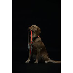 Lumiglow Guinzaglio e Collare per Cani 2-in-1 con Illuminazione LED, Ricaricabile USB, Resistente all'Acqua - Product Image 4