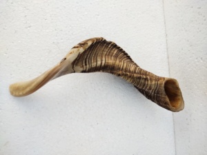 Shofar Pulido Hecho a Mano con Forma Natural de Cuerno de Carnero, Temática Animal, Coleccionable, para Ceremonias Religiosas por Curio Craft - Product Image 4