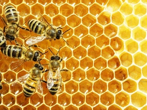Vietnam Raw Honey Supplier | Pure & Natural | Wholesale Export - Product Image 2