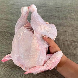 Pollo Congelado al por Mayor, Halal, Grado 25 kg, Calidad de Exportación, Excelente Sabor para Cada Ocasión de Cocina - Product Image 5