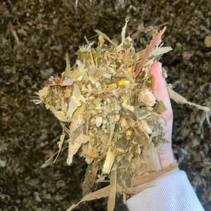 Silage de maïs, Silage de maïs riche en nutriments, Silage de maïs pour le bétail, Silage de maïs fermenté pour l'alimentation animale - Product Image 1