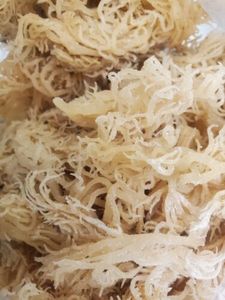 Musgo Marino Orgánico Crudo Seco de Vietnam y Musgo Marino Vietnamita de Alta Concentración de Gel a Precio de Fábrica para la Industria Alimentaria - Product Image 2