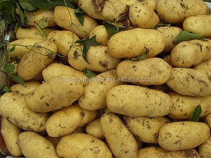 Semillas de Patata Holandesa al por Mayor, Frescas, Amarillas E7D54TZ RF34TZ, 25 kg, Redondas, de Tanzania - Product Image 6
