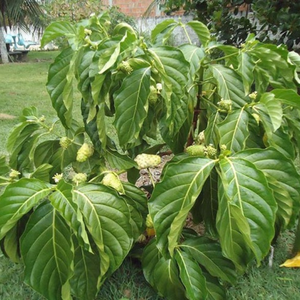 Hojas de Noni Secas de Vietnam al por Mayor para Tiendas de Té Profesionales y para Mejorar los Perfiles de Sabor Herbales 99 Gold Data - Product Image 1