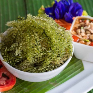 Sea Grape Premium Fresh Green Seaweed For Japanese Cuisine Salad And Seafood Dish Vietnam Export - Product Image 4