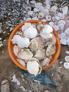 Coquillages en morceaux très demandés pour la décoration artisanale et le remplissage d'œuvres en résine, pour la fabrication et la conception de bijoux, Vietnam - Product Image 6