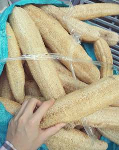 Luffa entière séchée naturelle pour la production d'éponges de bain DIY - Product Image 4