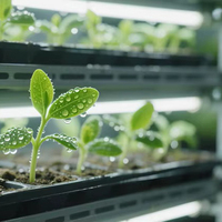 Machine de semis automatique pour grandes bacs de semis avec remplissage de terre, ligne de semis et table d'irrigation goutte à goutte à flux et reflux pour bacs de légumes