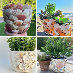 Conchas de vieira naturales KMI de 9–12 cm – Ecológicas y a granel para manualidades y decoración del hogar - Product Image 5