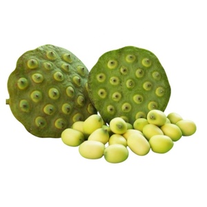 Semillas secas Loutus - Product Image 1