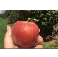 Pommes fraîches cultivées naturellement, fruits croustillants de qualité supérieure pour les chaînes de vente au détail, la distribution en gros et les marchés du commerce international