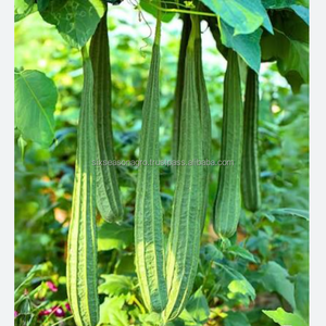 Courge de montagne fraîche de qualité supérieure, légume biologique, approvisionnement direct de la ferme, qualité export, courge de montagne verte du Bangladesh, Agro - Product Image 4