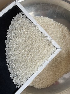 Japonica Sushi Corto Redondo Calrose Japonés Arroz Blanco Secado Textura Suave Premium Vietnam Fabricante WA + 84-915355383 - Product Image 3