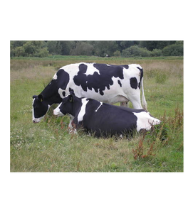 Proveedor Mayorista de Ganado Holstein Preñado de Primera Calidad para Granjas Lecheras y Mercados de Exportación - Product Image 5