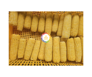 Mazorcas enteras de maíz dulce congelado para comidas preparadas y procesamiento de alimentos Granos de maíz dulce congelado de Vietnam Maíz pegajoso fresco 2025 - Product Image 2